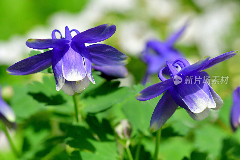 水仙花/耧斗菜花